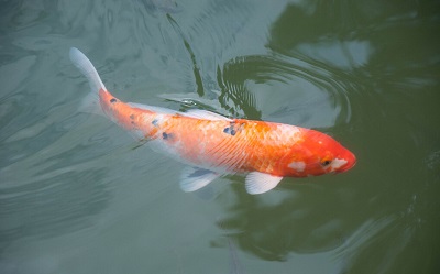 魚什么時候最好吃？